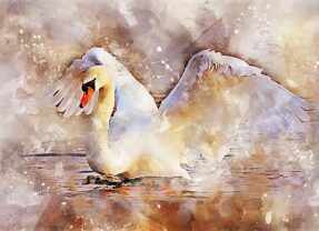 Swan Upping, the Queen’s swans